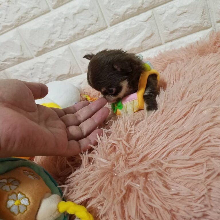 208384680 250465483079556 5636380605215796307 N 768x768