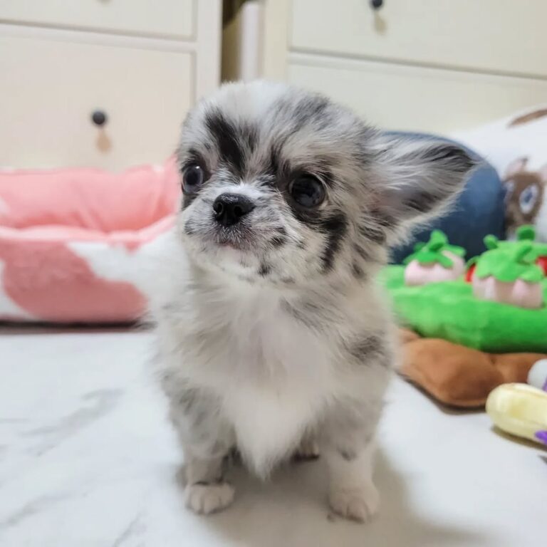 Available Puppies 307777791 1272408916908884 5464464331156194073 N 768x768