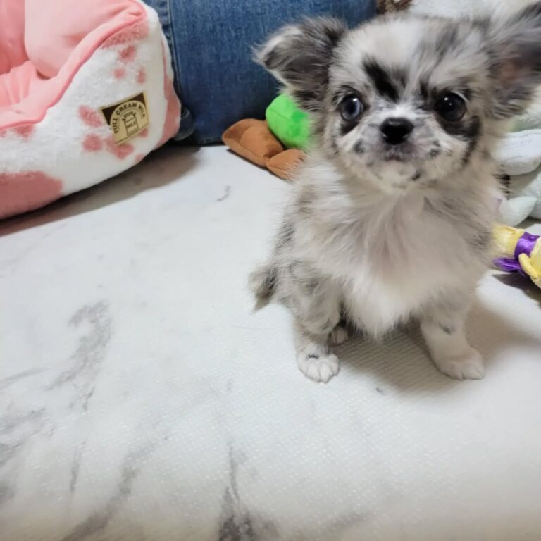 Available Puppies 308358875 1513101345802577 3185446703081096854 N 768x768