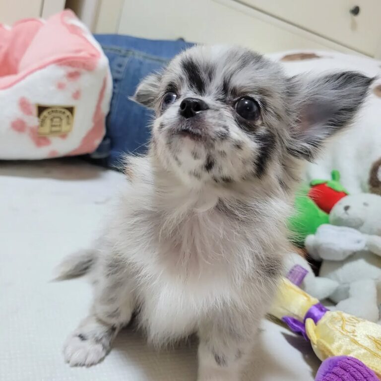 Available Puppies 308489464 381103584070662 6323085624021991252 N 768x768