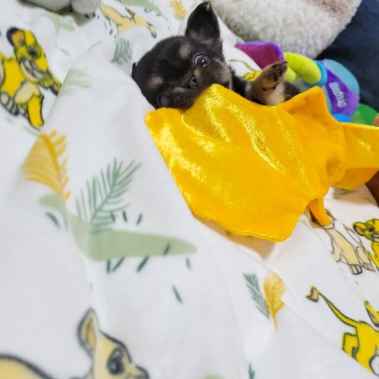 Available Puppies 308846658 190106003497960 1533575358486811578 N 768x768