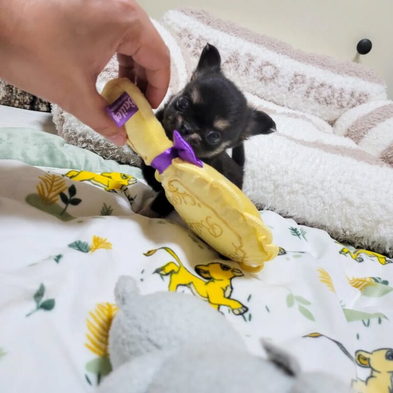 Available Puppies 308881718 818708059270286 4891677490999128888 N 768x768