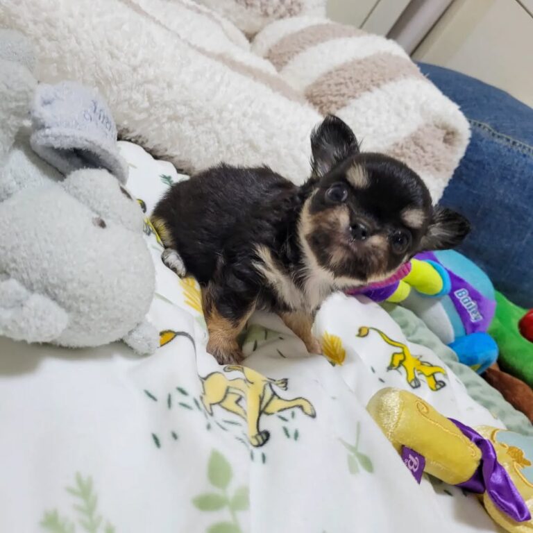 Available Puppies 309021776 495187655794843 221388862336847114 N 768x768