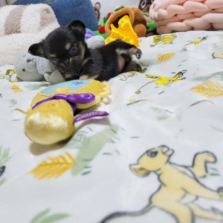 Available Puppies 309073280 611789377292607 6820952369407726005 n