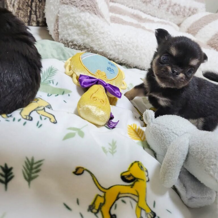 Available Puppies 309957397 442026591299863 5787231567092652116 N 768x768