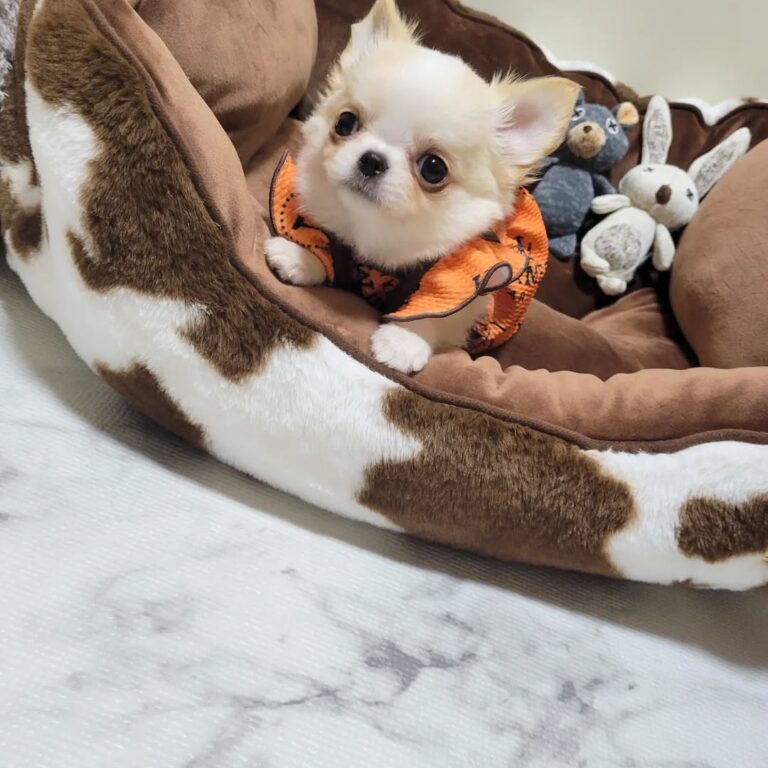 Available Puppies 312551885 3269377266637945 2075919717648752258 N 768x768