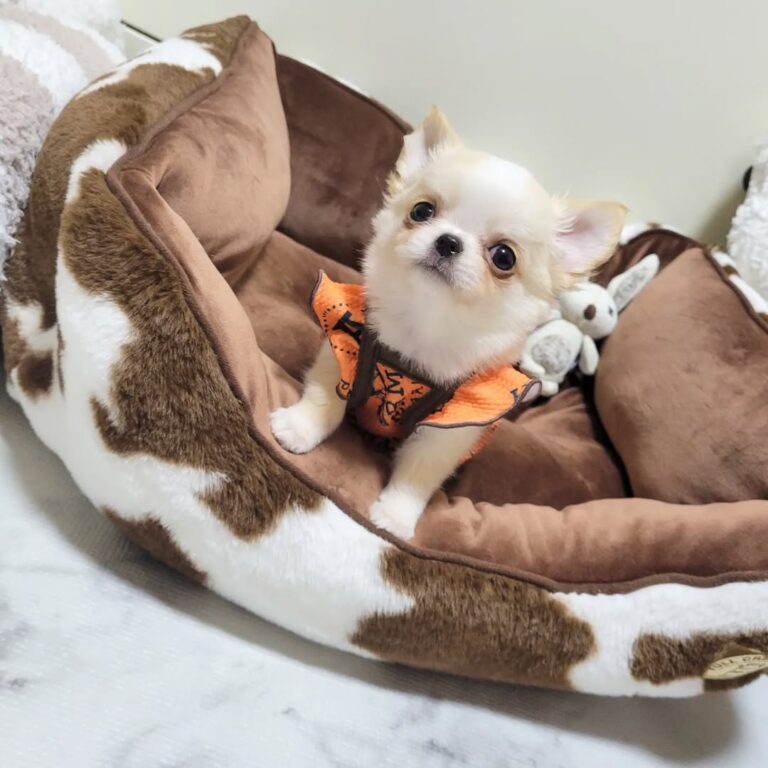 Available Puppies 312827850 131463596345961 342567484411470837 N 768x768