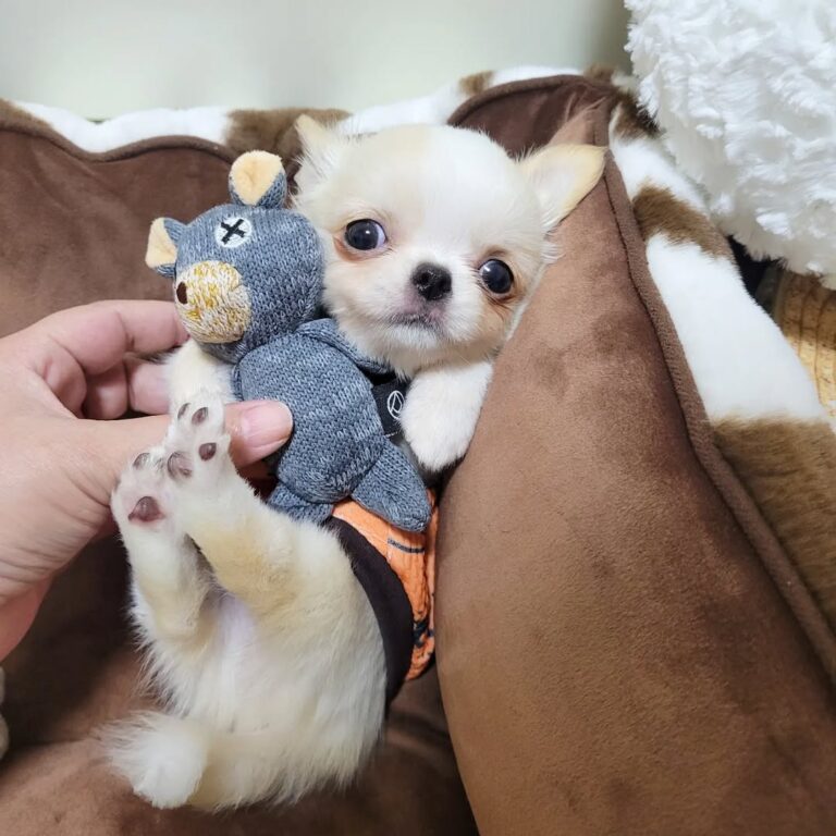 Available Puppies 312930693 123304293699092 4745597147634501573 N 768x768