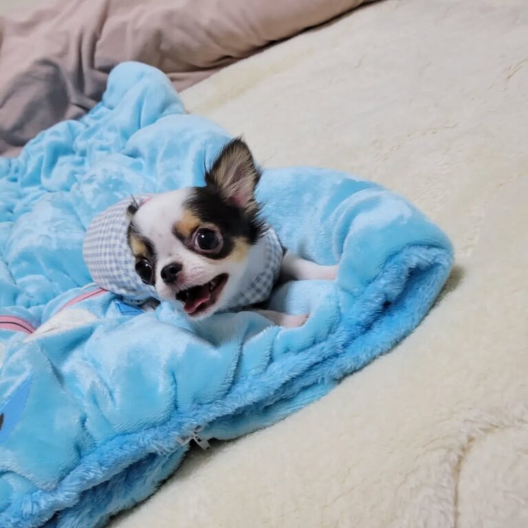 Available Puppies 314079033 203941925338796 7932172562391651056 N 768x768