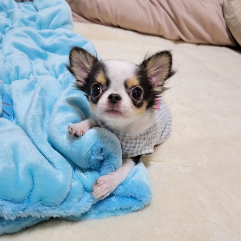 Available Puppies 314413725 185402234044303 6921791109525932293 N 768x768