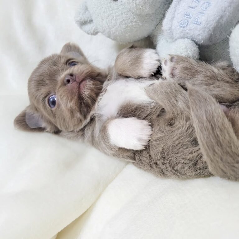 Available Puppies 314910766 3489996911230913 279661688967853255 N 768x768