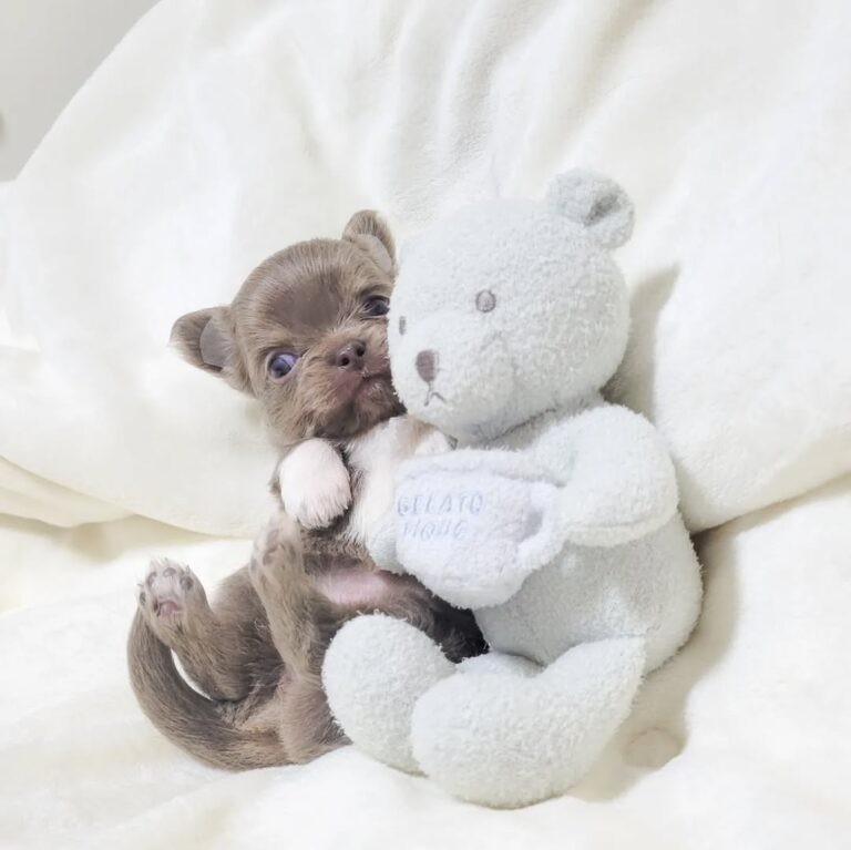 Available Puppies 314932264 656260995987790 5530643750628980105 N 768x767