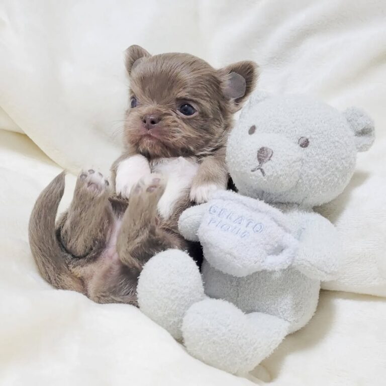 Available Puppies 315234388 869310957400965 4549392592908577121 N 768x768