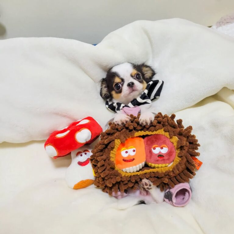 Available Puppies 315751953 839931937425543 5946990312150734607 N 768x768