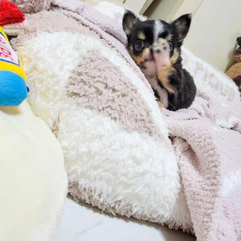 Available Puppies 363007310 224193440112159 6107271578289596601 N 768x768