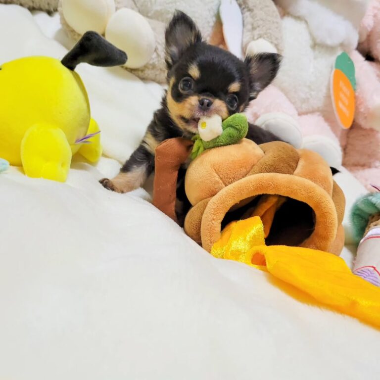 Available Puppies 363320703 585235870229963 4207570707808048872 N 768x768