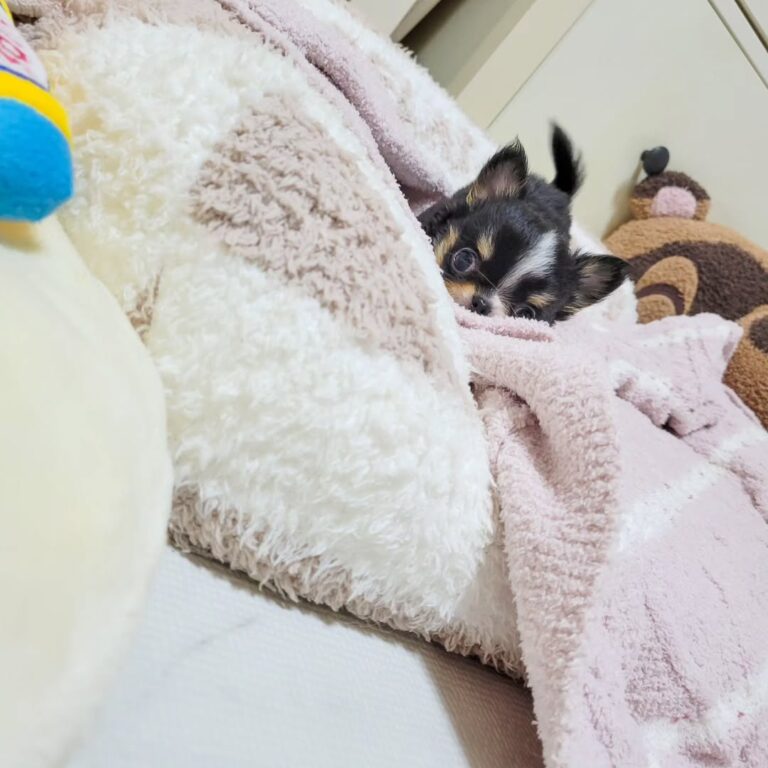 Available Puppies 363329336 957795045520303 3373652519392401916 N 768x768