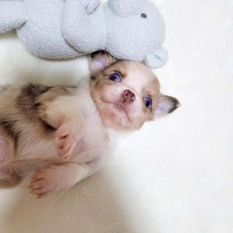 Available Puppies 396672109 1017962416292666 1596703853661994397 N 768x768