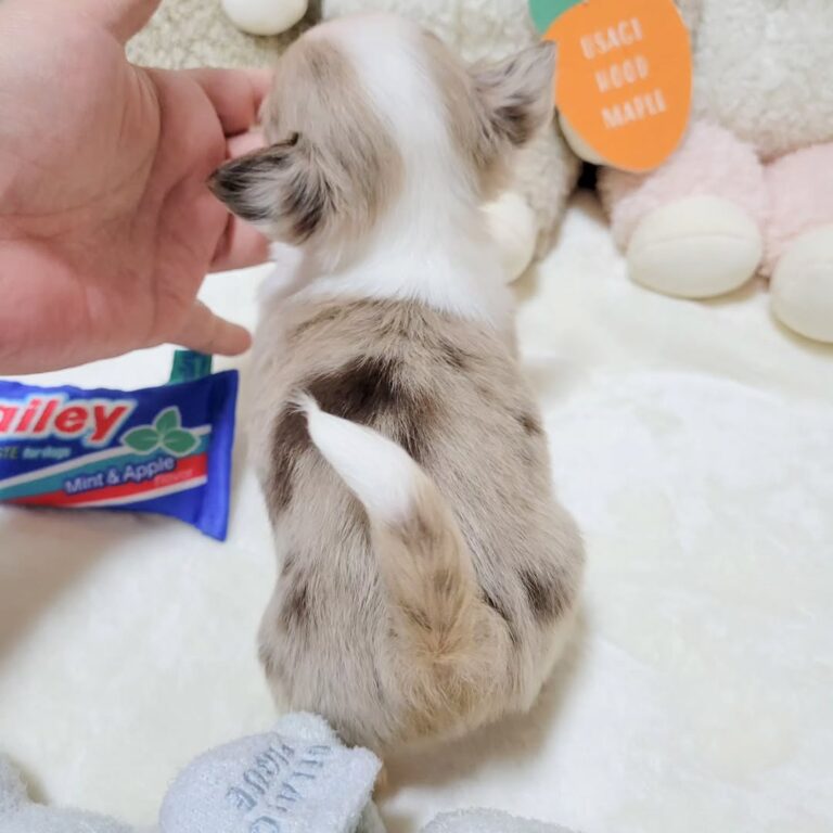 Available Puppies 396814319 2590624201093159 1319800344845782767 N 768x768