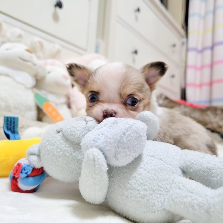 Available Puppies 397044548 863482655409158 6601129255078142640 N 768x768