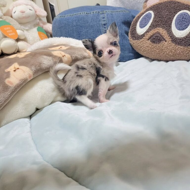 Available Puppies 399357526 308107895413121 7869423608913487625 N 768x768