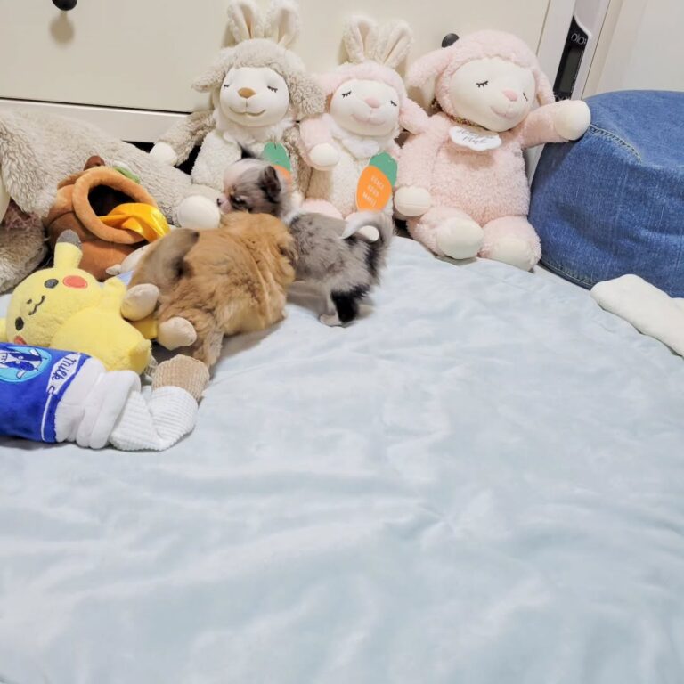 Available Puppies 400487484 719656763397389 2731651272605751258 N 768x768