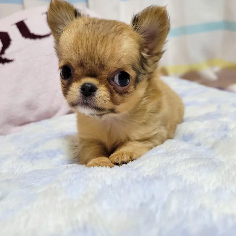 Available Puppies 435282042 963821861367434 8264938202283263563 N 768x768