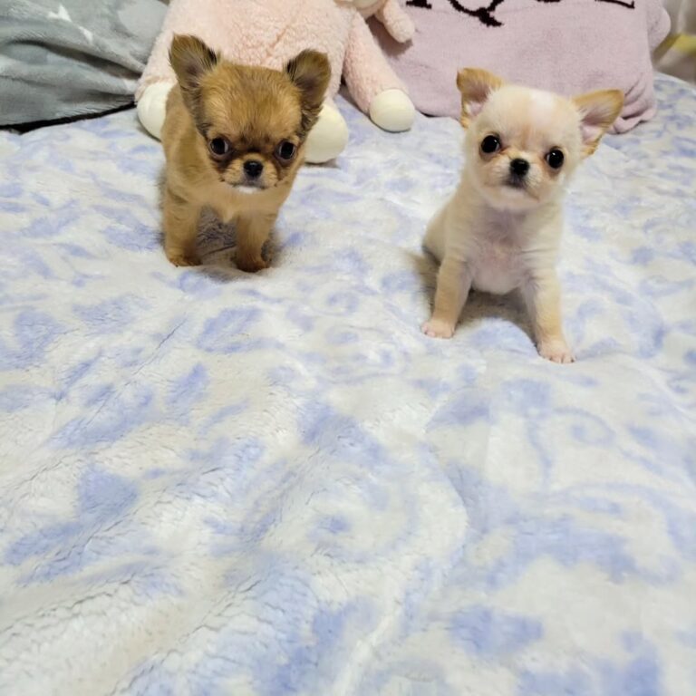 Available Puppies 435295629 737567088488481 322382421244511009 N 768x768