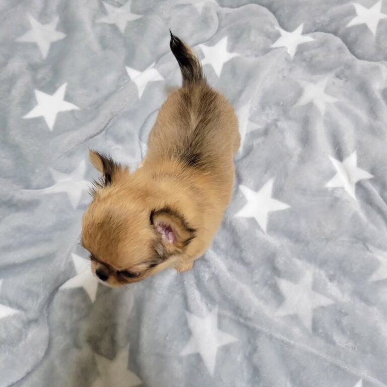 Available Puppies 436281731 366744156330912 8978645190834190336 N 768x768