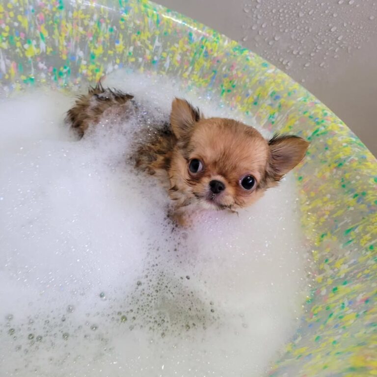 Available Puppies 437689336 737505171910869 354850629716883771 N 768x768