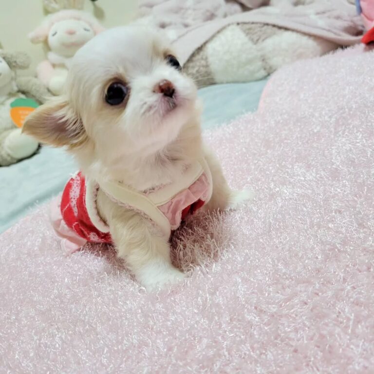 Available Puppies 447638703 976578060815974 8893185629265222720 N 1 768x768