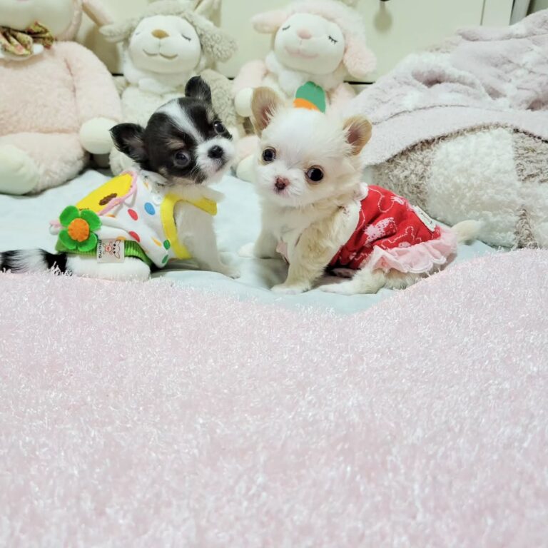 Available Puppies 447698204 755427253455413 851766360283633392 N 768x768