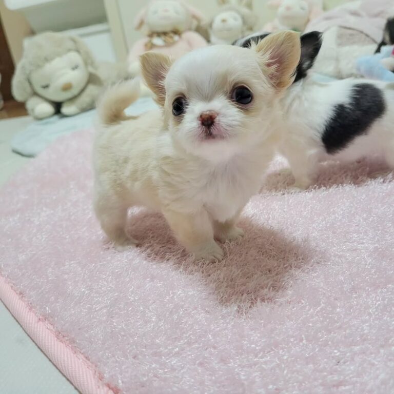 Available Puppies 447883619 487415213843104 5417483741101385009 N 768x768