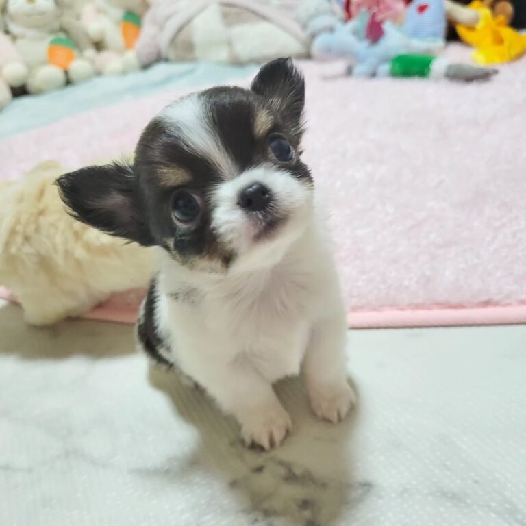 Available Puppies 447962635 1561245587754808 7663365452065478962 N 2 768x768