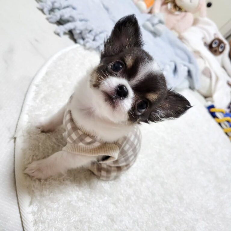 Available Puppies 449176210 482985971075820 5659587481698743791 N 1 768x768