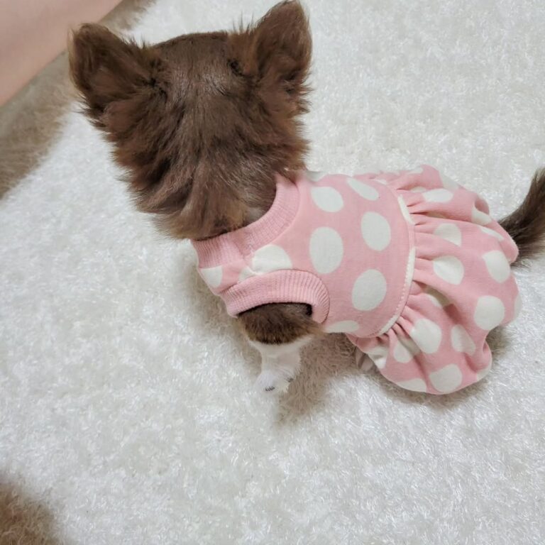 Available Puppies 450915557 849469393322308 6912389752931730342 N 768x768