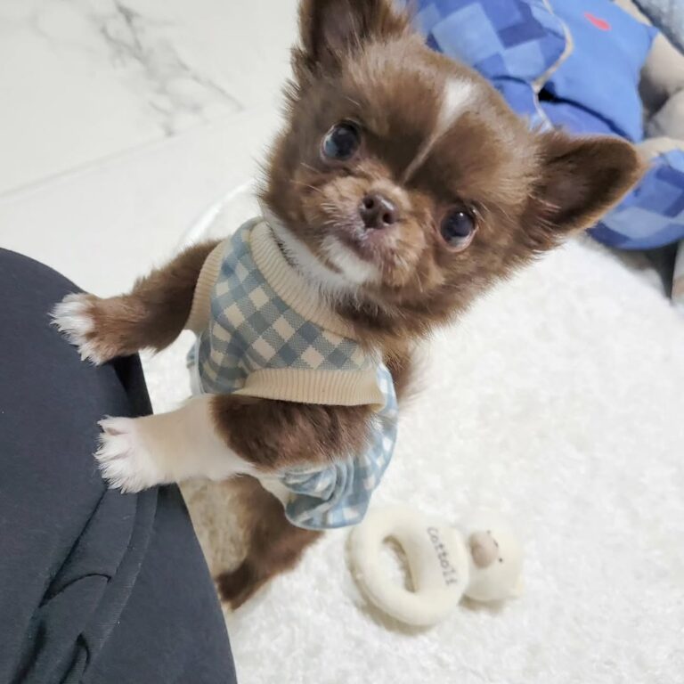 Available Puppies 451416848 1212381436855575 8117436733827127838 N 768x768