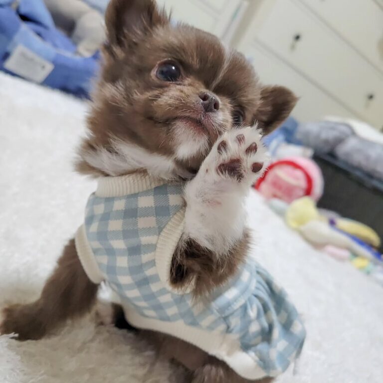 Available Puppies 451978224 1542556729626886 8752225737464854165 N 768x768