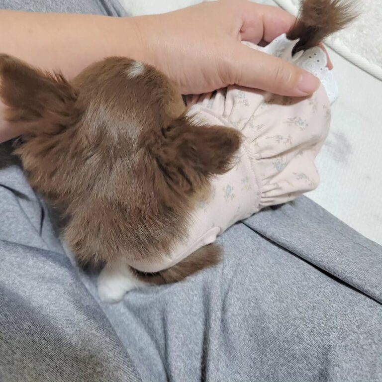 Available Puppies 452937925 1660866814749220 1169377441220243215 N 768x768