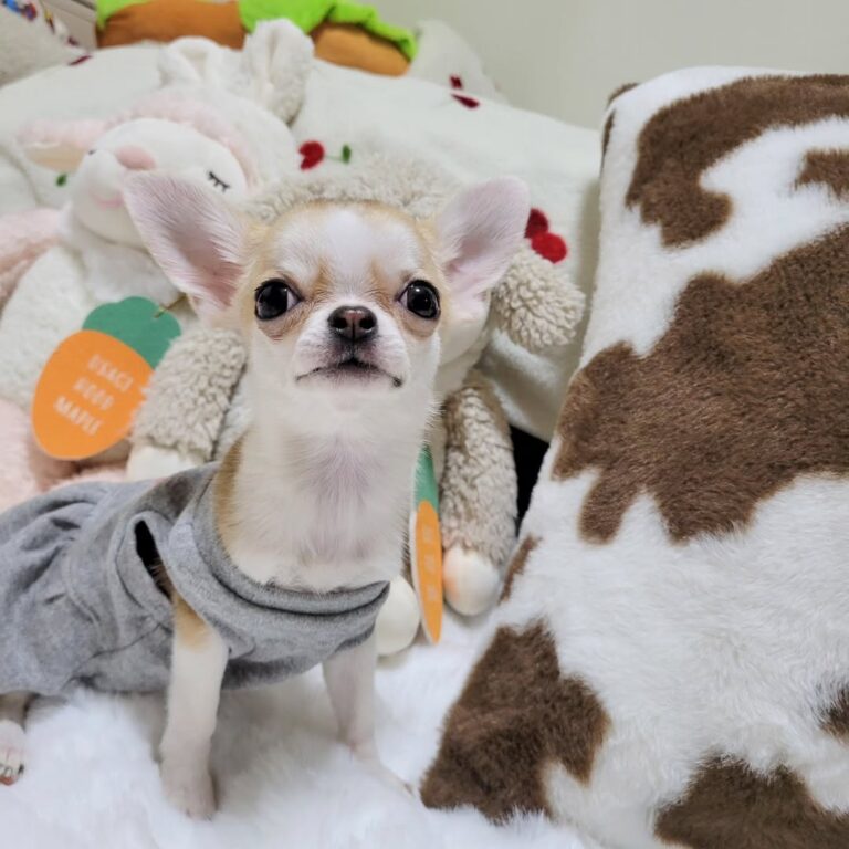 Available Puppies 472731082 814543804131511 2804761015779795514 N 768x768