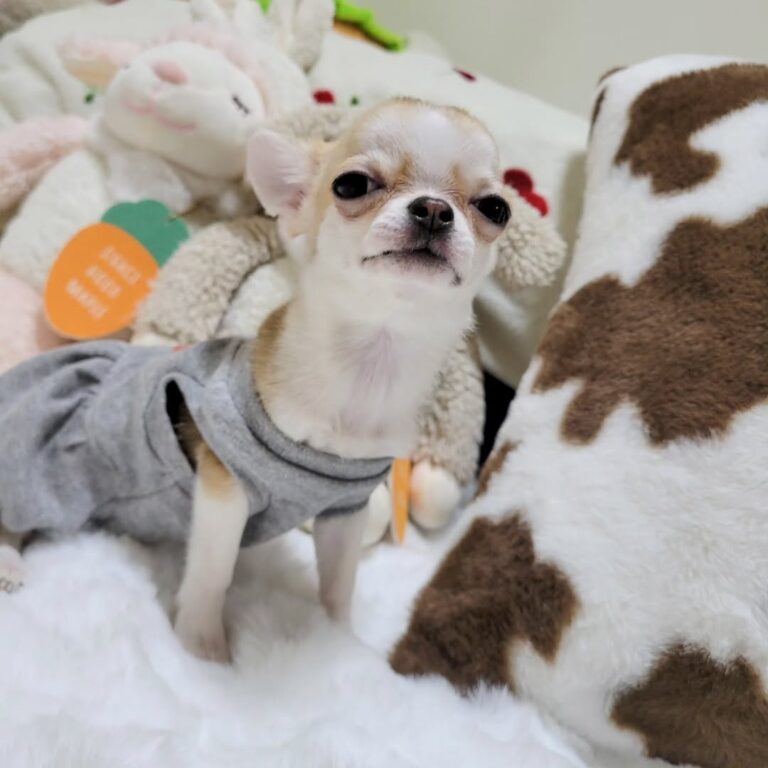 Available Puppies 472836832 583333477654323 6634524461279823571 N 768x768