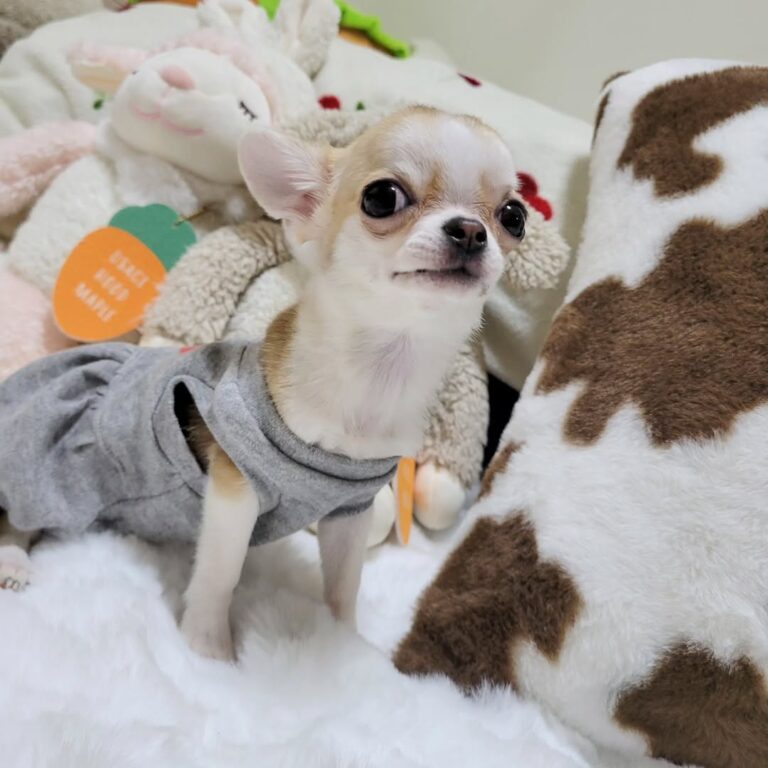 Available Puppies 472921935 815295180723168 7266926482598890698 N 1 768x768