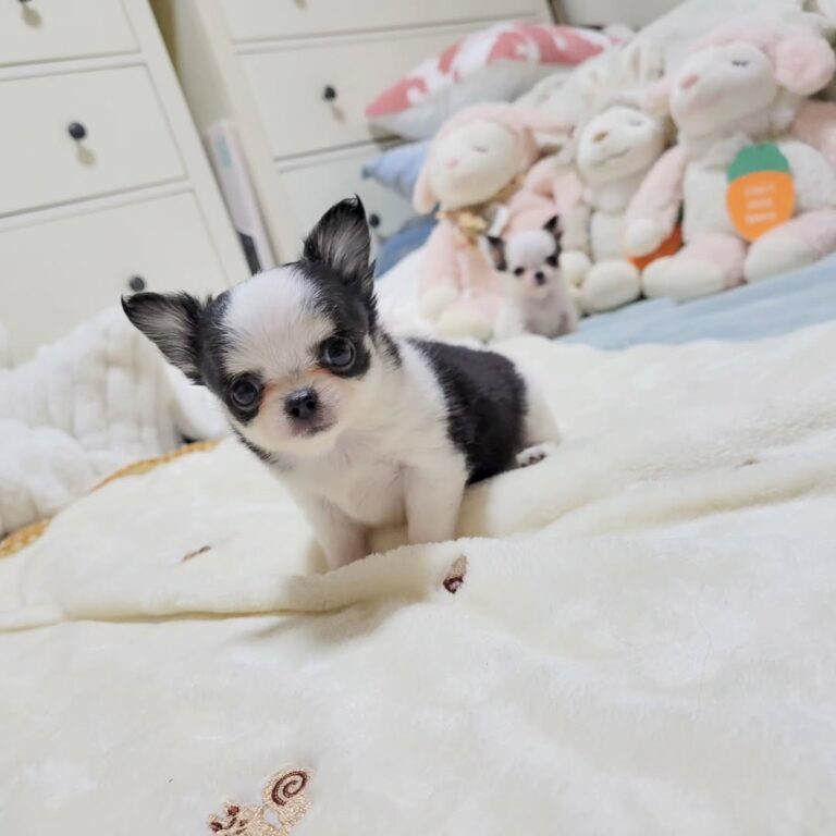 Available Puppies 473766666 461238247043801 8731734568902515276 N 2 768x768