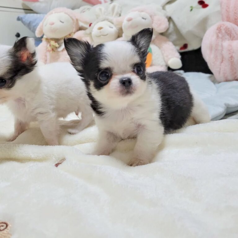 Available Puppies 474321412 623863546859832 6983266329815045613 N 768x768