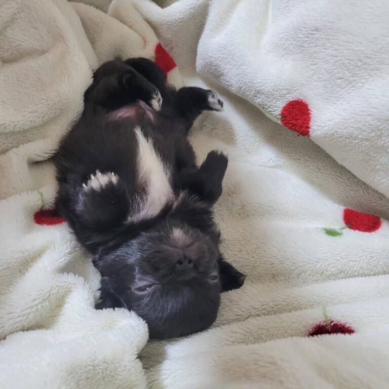 Available Puppies 482794291 543551904842764 1312099945677466124 N 1 768x768