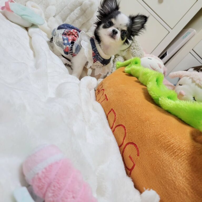 Available Puppies 483592072 1146019350141265 6980202608034196132 N 768x768