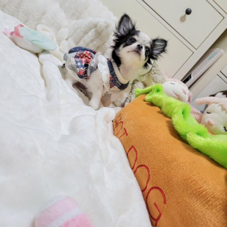 Available Puppies 483597706 1004739011565308 1881865562286293588 N 768x768