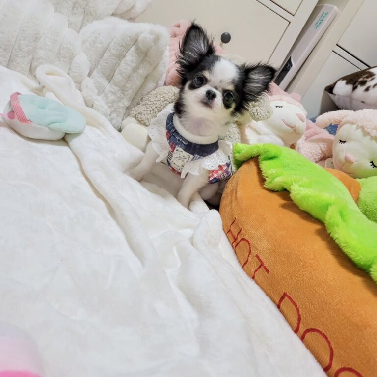 Available Puppies 483718817 1236679298040011 6525613531621057492 N 768x768