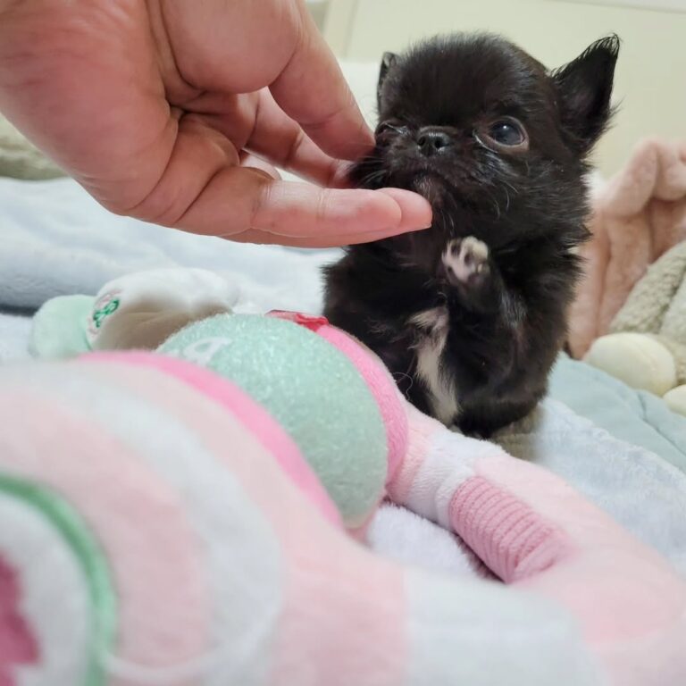 Available Puppies 485135918 1676491902983671 1974851089116970155 N 768x768