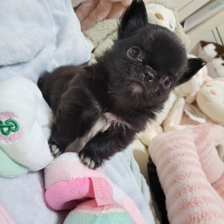 Available Puppies 485254225 651870460730851 6247394729593005165 N 768x768